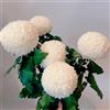 Generic Semi di Pompon Mamma, semi di da giardino roccioso resistenti rare per luoghi soleggiati semi di selvatici per gli ospiti con 100pcs