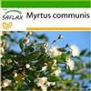 SAFLAX - Mirto - 30 semi - Con substrato - Myrtus communis