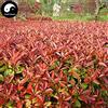 SVI Acquista Photinia Serrulata Albero semi 200pcs Robin Flora Rosso per Heather Shi Nan