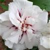 le Georgiche Vivai le Georgiche - Pianta vera di Hibiscus syriacus Speciosus Ibisco, Rosa di Sharon - vaso Ø 19 cm - altezza alla vendita 30-40 cm