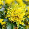 Vivaio di Castelletto Maonia Mahonia Aquifolium Uva dell'Oregon pianta sempreverde in vaso ø27 cm h 30/50 cm FOTO REALI Vivaio di Castelletto
