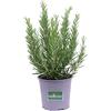 eGarden.store tre piante di rosmarino eretto profumato da usare in cucina o da piantare in giardino vendute da eGarden.store