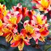 Generic Semi di Alstroemeria - semi di farfalle to per luoghi soleggiati esotiche giardino serre da balcone da giardino roccioso resistenti rare autunnali 100pcs