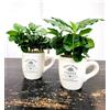POWERS TO FLOWERS - PIANTA DEL CAFFE' DA FRUTTO, 2 PIANTE, COFFEA ARABICA, IN TAZZINA 9CM DIAMETRO, pianta vera
