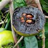 Generic Semi di diospyros digyna - cachi neri - kaki decorazione, budino al cioccolato con sapote nero, cachi resistente, 10pcs