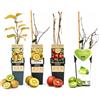 POWERS TO FLOWERS -POKER DI KIWI - HAYWARD, KIWI GIALLO, KIWI ROSSO (KENS'RED) ISSAI, VARIETA' AUTOFERTILI, piante vere