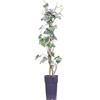 eGarden.store Pianta di Edera Variegata o Hedera Gloire De Marengo pianta di Edera rampicante ornamentale da esterno pianta vera venduta da eGarden.store (Vaso 15 cm)
