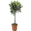 Vivaio di Castelletto Ulivo Olivo Olea europea pianta ad alberello in vaso ø20 cm FOTO REALI Vivaio di Castelletto