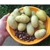 Generic Semi di GERMINAZIONE: 30 Patte Patte Samt (Asimina triloba, Annona dreiblättrige):Seeds