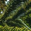 Generic araucaria araucana, biologiche resistenti, adatte alla piena esposizione al sole, interna in rialzata balcone 50semi