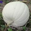 Generic Graines fraîches - Zucca Orso Polare Cucurbita Maxima 5 Semi:Graines