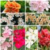 Generic semi di oleandro, decorazione Nerium oleandro, semi di selvatici regali amanti giardino estivi da esterno 16pcs
