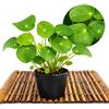 POWERS TO FLOWERS - PILEA PEPEROMIOIDES, PIANTA DELLE MONETE, vaso 12cm diametro, pianta vera