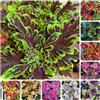 Generic semi di coleus, coleus, perenni resistenti di coleus resistenti all'esterno, primaverili, interno 400pcs