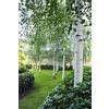 Vivaio di Castelletto Betulla bianca alba Betula pendula in vaso ø18 cm h 180/200 cm Vivaio di Castelletto