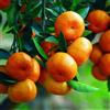 Vivaio di Castelletto Mandarino Clementino Citrus x clementina pianta innestata in vaso ø22 cm Agrumi di Sicilia, Made in Italy, Vivaio di Castelletto