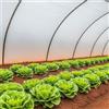 KALEMBAL Copertura per serra 6x11 m - Traslucida - Molto resistente - Impermeabile - Anti UV - Prodotto in Francia