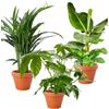 Blume Ideal Set di 3 Piante, Pianta di Banana (50-60cm), Goldfrucht (45-55cm), Fatsia (55-70cm), Piante per Appartamento e Ufficio, Qualità del Professionista delle Piante, Spedizione Rapida delle Piante, Verde