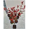 Generico 10 Piante vere di Photinia compatta, Vaso 7 cm - Ideale per Siepi e Giardini - Foto Reali - Giulian Giovani Piante
