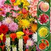 Florium 50 fiori estivi cipolle Budget Classic Mix (50 cipolle) | Esclusiva miscela di olandese | Piante perenni per giardino, vasi, balcone (non semi, grandi tuberi)
