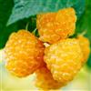 Generico Vivaio Garden Forest Lampone Giallo Golden Bliss H 100 cm - Rubus idaeus Rifiorente Senza Spine, Frutti Dolci e Aromatici, Pianta da Frutto Produttiva