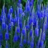 Legutko Semi di Speedwell di Spike - Veronica spicata