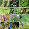 Generic semi di patchouli, rare resistenti da giardino roccioso resistenti per giardino di aromatiche semi medicinali esotiche aromatiche 400pcs