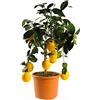SAVINI VIVAI L'ARTE DI FARE NATURA SAVINI VIVAI Pianta di Limone Albero Agrumi Limone Meyer in Vaso da 20 cm Altezza 70 cm 2-3 Anni di innesto Made Italy