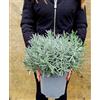 POWERS TO FLOWERS - LAVANDA ANGUSTIFOLIA, vaso 18cm diametro, piante vere