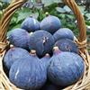 Generic Semi di fico resistenti all'inverno, nani sono il fico, Ficus carica, perenni resistenti 60pcs