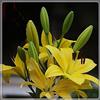 Generic Bulbi lilium Scelta per cercare un burst-1,4bulbis