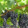 le Georgiche Vivai le Georgiche - Pianta vera di Uva da tavola nera Black Magic Vitis vinifera 'Black Magic' - vaso Ø 12 cm - altezza alla vendita 30-40 cm
