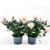 POWERS TO FLOWERS - ROSA DA GIARDINO PROFUMATA, RAMPICANTE e RIFIORENTE, COLOR ROSA TENUE, 2 PIANTE, Piante Vere