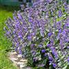 Bloomique - Set di 3 - Nepeta × faassenii - Pianta Ornamentale gatta - Fiori blu - Resistente al freddo - Altezza 10-20 cm - Vaso 9x9 cm