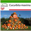 SAFLAX - Zucca gigante - 7 semi - Con substrato - Cucurbita maxima