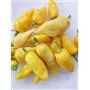GHINO DI TACCO SEMI PEPERONCINO HABANERO NARAJA