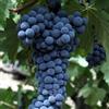le Georgiche Vivai le Georgiche - Pianta vera di Uva da tavola nera Michele Palieri Vitis vinifera 'Michele Palieri' - vaso Ø 18 cm - altezza alla vendita 160-180 cm