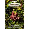 SeedsSelect SEMI SEMENTI PIANTA DI PISTACCHIO BUSTINA MAXI CIRCA 4 SEMI