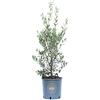 Vannucci Piante - Olea europaea Frangivento, Olivo, Pianta vera in vaso, Cespuglio, Pianta da frutto