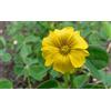 Generic Semi di GERMINAZIONE: Oca Tuber Pflanzen - Oxalis tuberosa - Nuova Zelanda Yam - Junge Pflanze