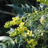 le Georgiche Vivai le Georgiche - Pianta vera di Mahonia japonica Media Charity Mahonia x media 'Charity' Maonia, Uva dell'Oregon 'Charity' - vaso Ø 26 cm