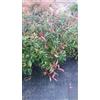 Vivai Decandia Giovanni N. 10 PIANTE DI PHOTINIA RED ROBIN vaso18 cm altezza 50/60 cm rossa (foto reale)