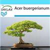 SAFLAX - Confezione regalo - Acero tridente - 30 semi - Acer buergerianum