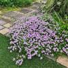 Generic semi di timo pacciamante perenni da giardino, resistenti esotiche 1000pcs