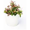 le Georgiche Vivai le Georgiche - Pianta vera di Trachelospermum jasminoides Tricolor - vaso Ø 18 cm