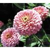 Generic Rosa Zinnia Samen, Luminosa, Erbstück Zinnien, Massen Samen, Erbstück Blume 400ct