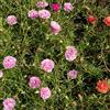 Generic Portulaca giardino rocce rose muschi semi balcone semi esotici giardino 350pcs