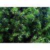 Vivaio di Castelletto Ginepro Comune Juniperus communis pianta in vaso ø18 cm h 70/100 cm Vivaio di Castelletto