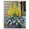 HOKJND Hosta Mélange de rhizomes vivaces rustiques, Rizoma di Hosta,caucun arrosage nécessaire, Onvient pour le printemps et l'automne-6 Rizomi-A