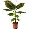 GardenersDream Musa Dwarf Cavendish, pianta di banana esotica da interno, facile da coltivare e che produce frutti.